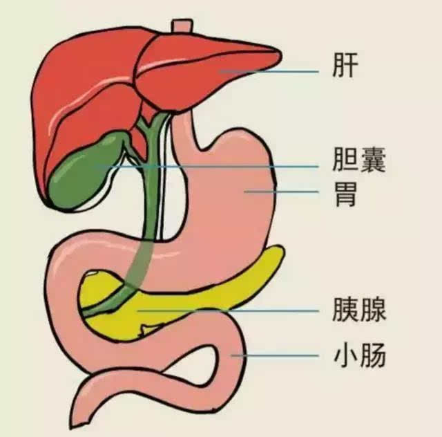 右上腹痛别当胃病！医生教你几招快速区分胆结石！【四川胆结石医院排名】(图2)