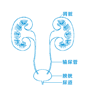 结石卡在输尿管里，为什么有时疼痛会突然消失？是结石排掉了吗？【四川结石病专科医院】(图2)